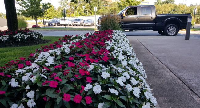 aeration flowers-landscape