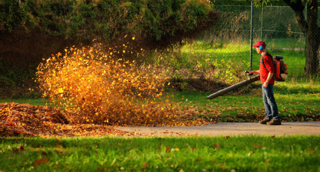 Blowing Fall Leaves blowing-fall-leaves