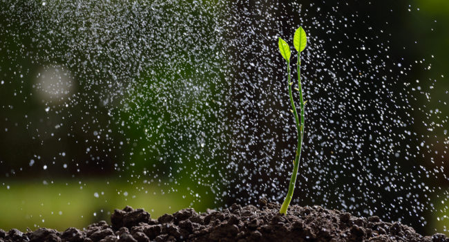 Green seedling growing on the ground in the rain hydroseeding
