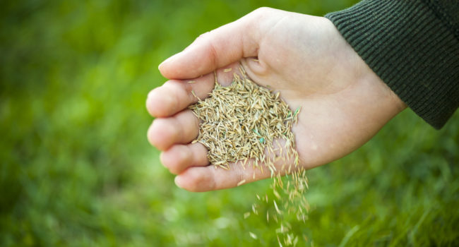 A hand pouring grass seeds to the ground overseeding
