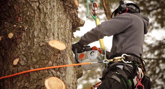 tree pruning tree-pruning