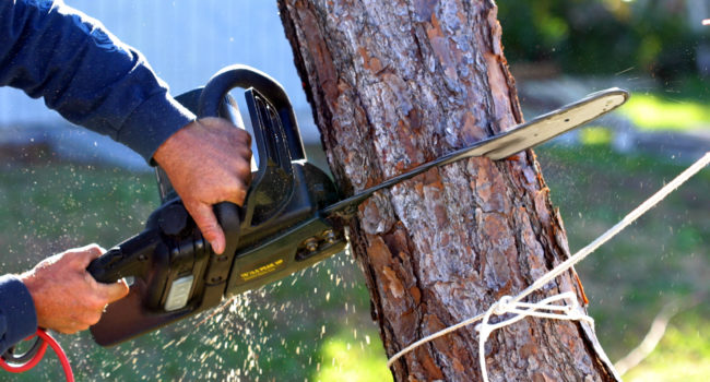 tree removal tree-removal